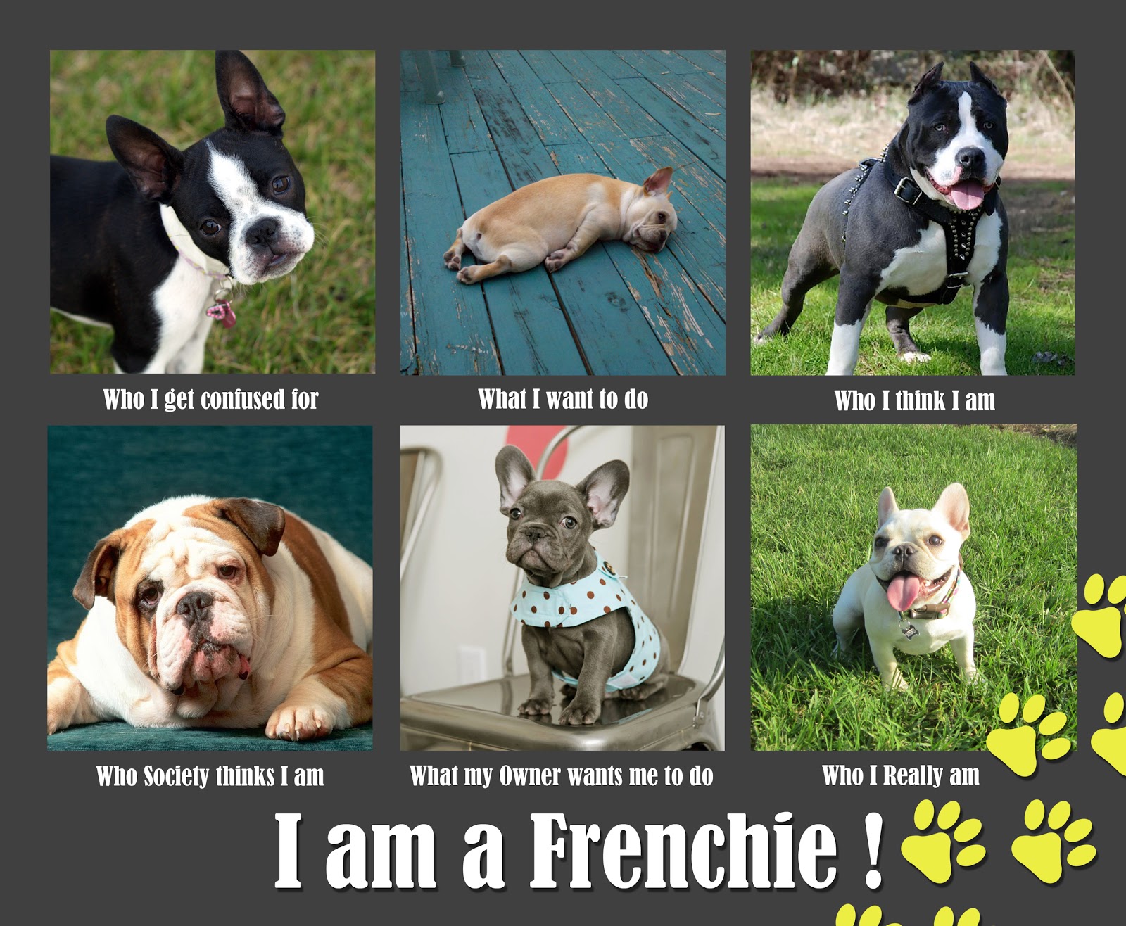 French Bulldog Funny Pictures with Captions