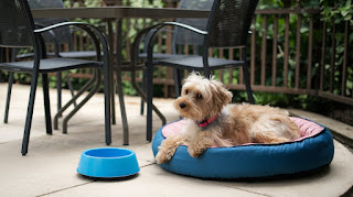 The Best Way to Provide Comfort for Your Pets and Enhance Your Outdoor Space