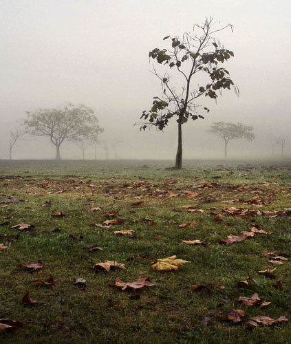 Tree and fog