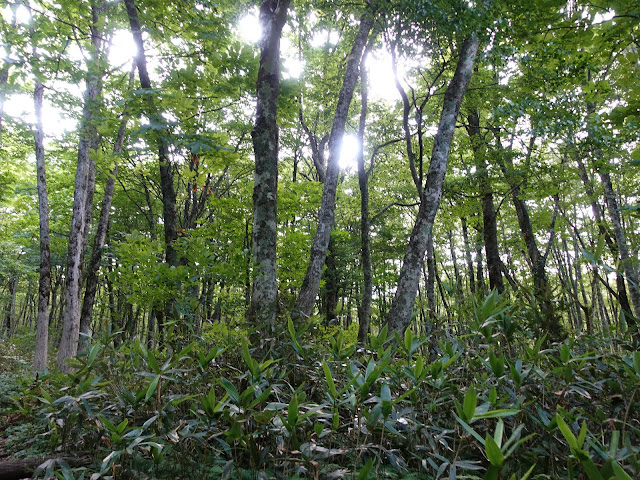 烏ヶ山登山道