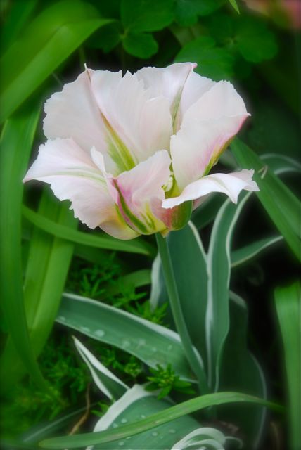 Tulip 'China Town' with white marginated foliage.