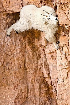 mountain goat foto gallery