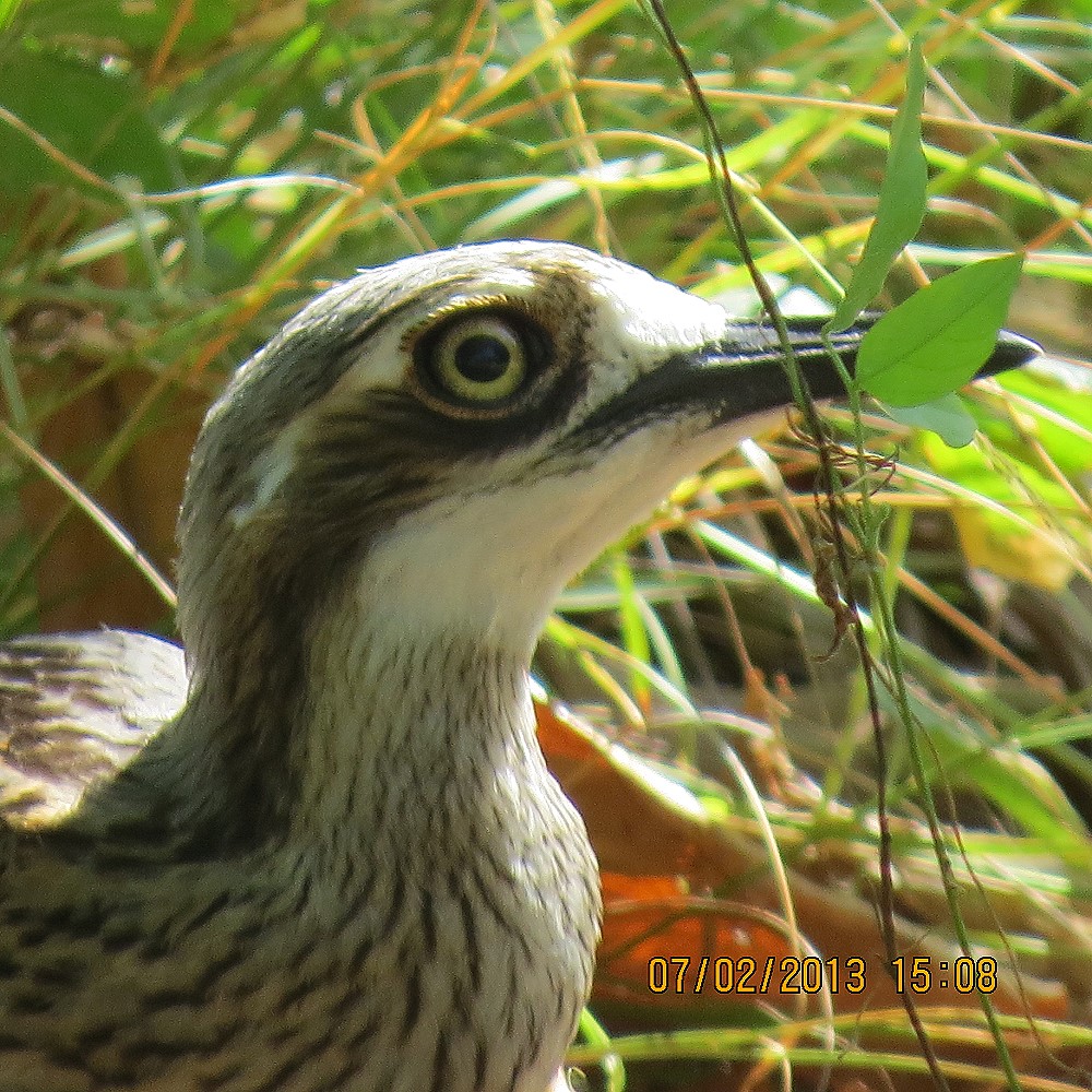 Snap Happy Birding: Birds from Northern Queensland