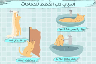 7 أسباب تجعل القطط تحب البقاء في الحمامات