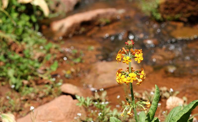 Candelabra Primula Flowers Pictures