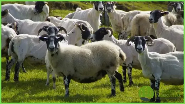 Comment démarrer l’élevage ovin à partir de zéro image 2