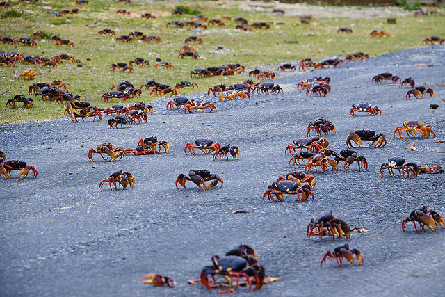 Milhares de caranguejos atravessam estrada em Cuba