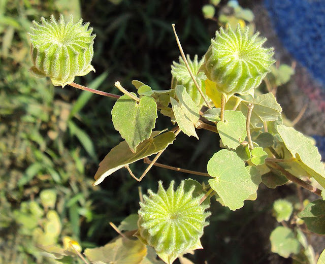 Cây Cối Xay - Abutilon indicum - Nguyên liệu làm thuốc Chữa Cảm Sốt