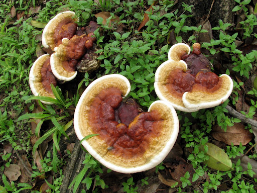 Hongos de árbol fungi Caracas Venezuela