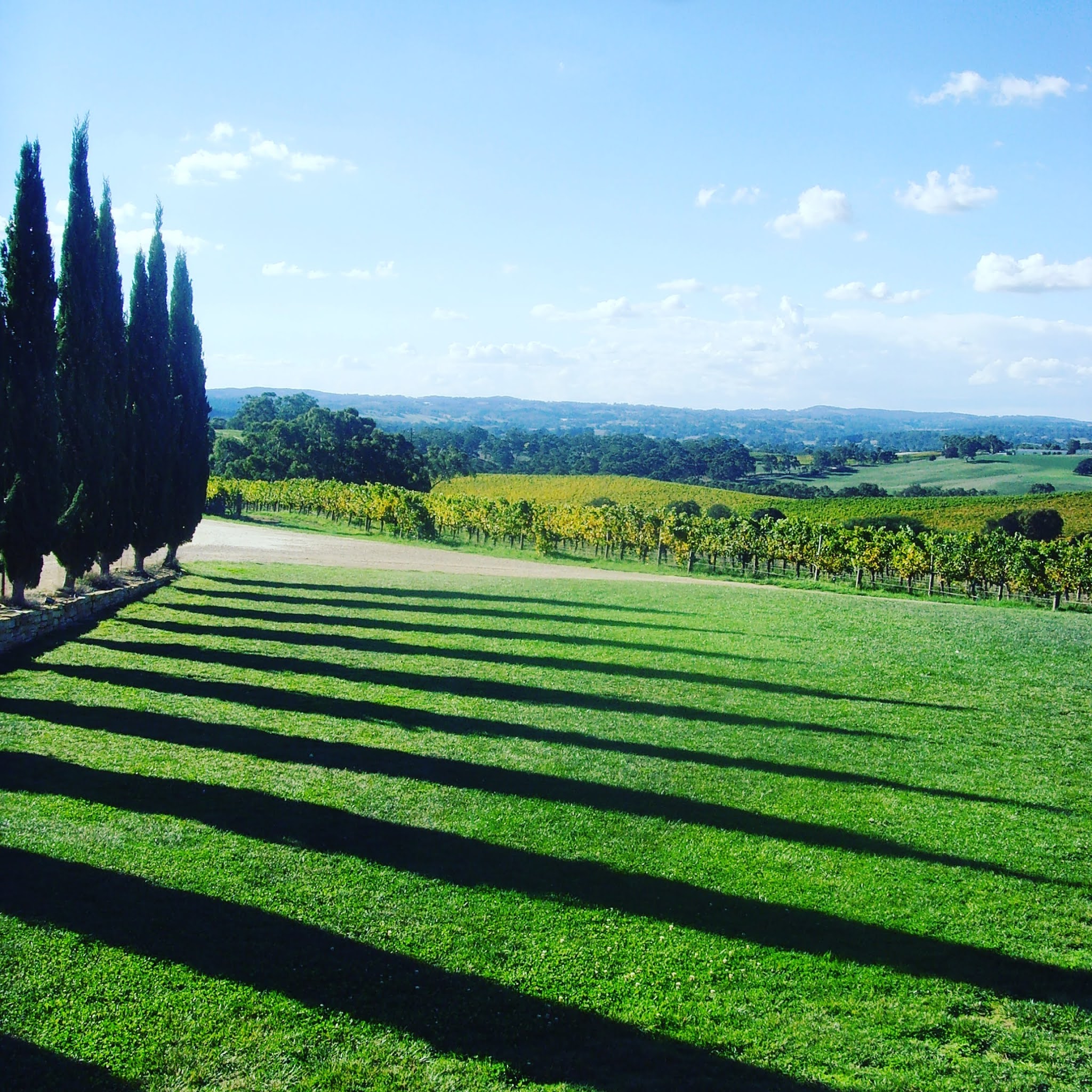tree shadows across a green lawn at the lane vineyard in adelaide, australia