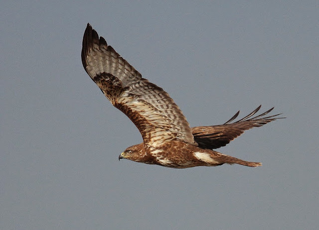 busardo ratonero volando en una ruta para ver aves