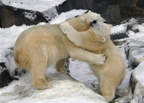 ... pictures of animals hugging, animals hugging, cute animal hug