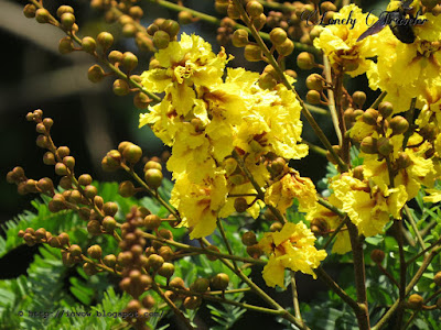 Yellow flametree - Peltophorum pterocarpum