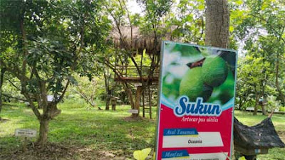 Kebun Buah Kandi, Destinasi Agrowisata dan Edukasi Buah-buahan di Sawahlunto