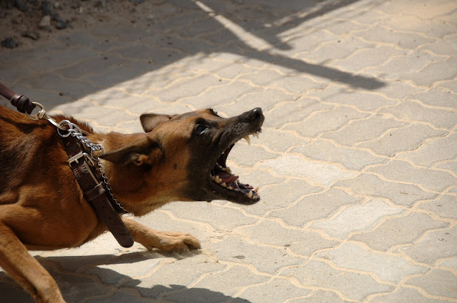 Reliable tips for training your angry dog