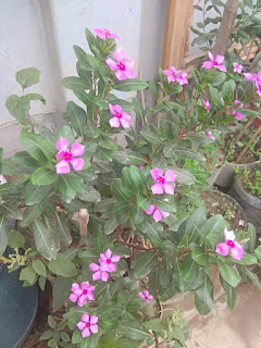 Nayon Tara  flower