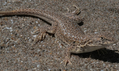 Lagartija de las dunas Liolaemus multimaculatus