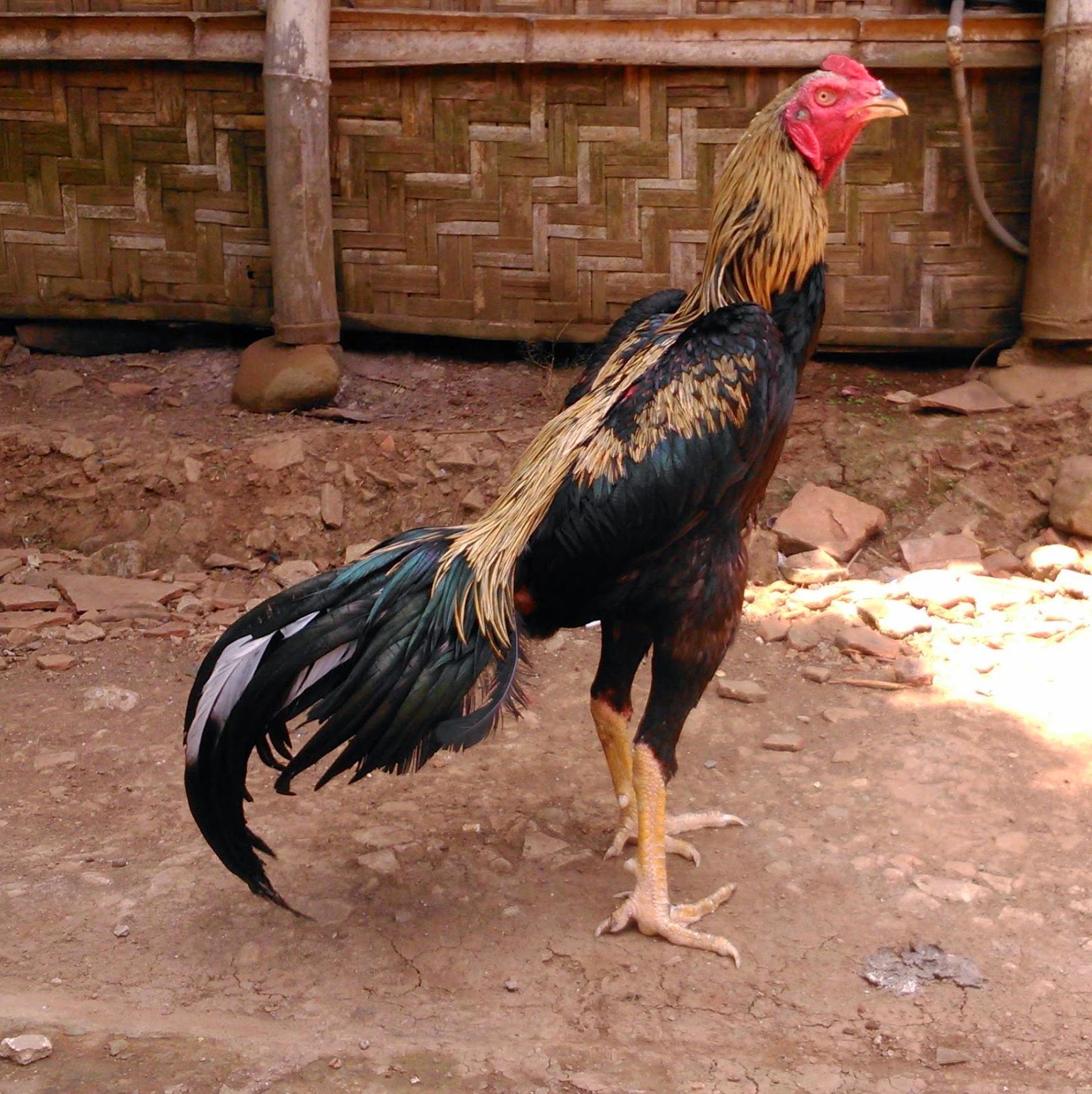 Komunitas ayam  laga  Gambar  Kepala Jengger dan Muka Ayam  