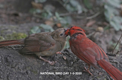 This photograph features a male cardinal (bird) feeding his young one.