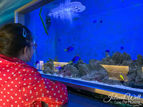 Zee Aquarium Bergen aan Zee Holland Doktorfische