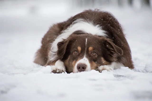 Australian Shepherd