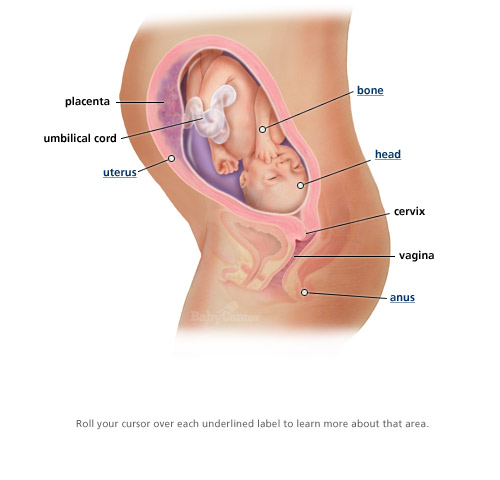 11 weeks pregnant. 11 weeks 11 weeks pregnant.