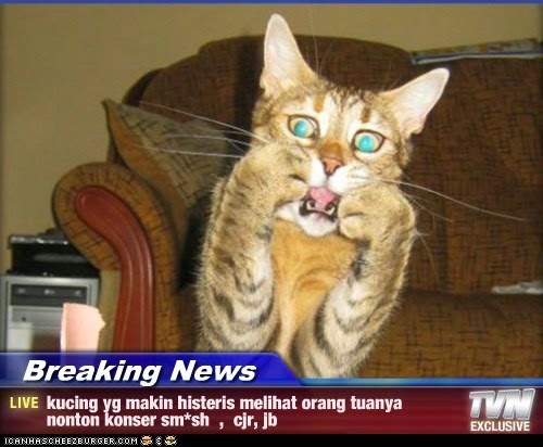 Kicau-angsa: Kumpulan Meme Kucing Paling Gokil dan Menggelikan