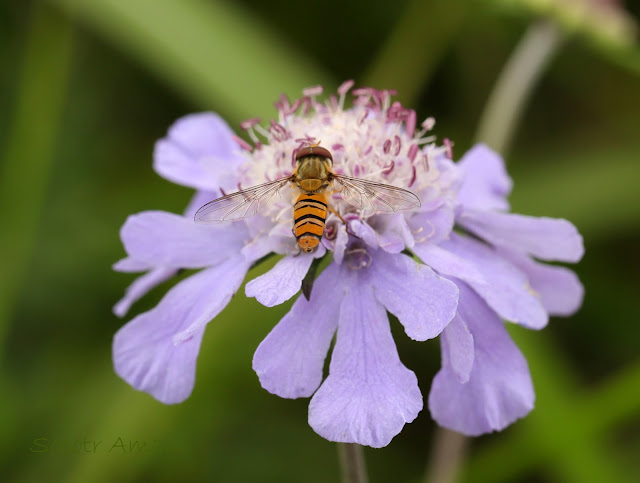 Episyrphus balteatus