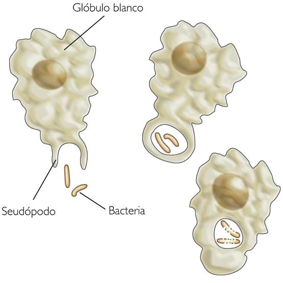 Ilustración de los glóbulos blancos 