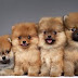 how to caring for a puppy