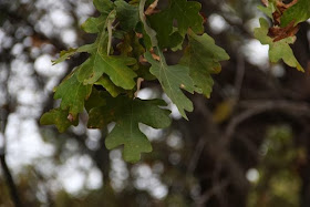 photo of bur oak leaves