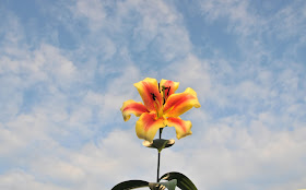 Shocking Pink Yellow OT Hybrid Sonata Lily