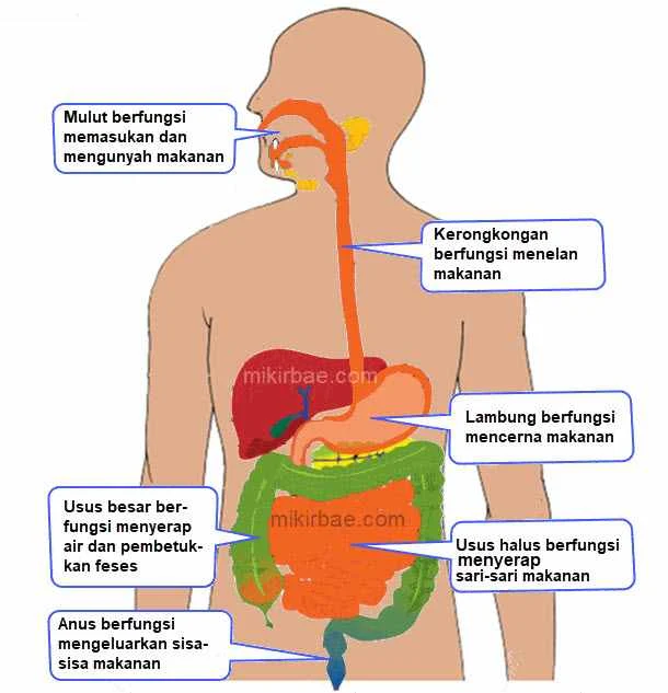 diagram sistem pencernaan