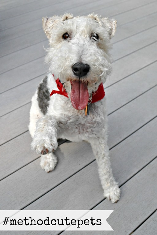 Method Cute Pet Photo Contest