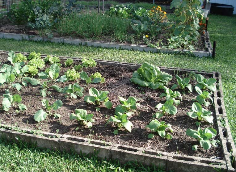 Your first vegetable garden