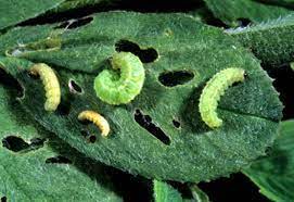 Definitions and Importance  crop pests