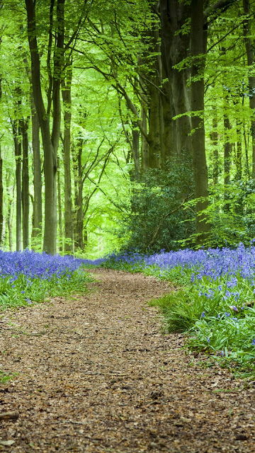 Forest, Path, Flowers, Spring