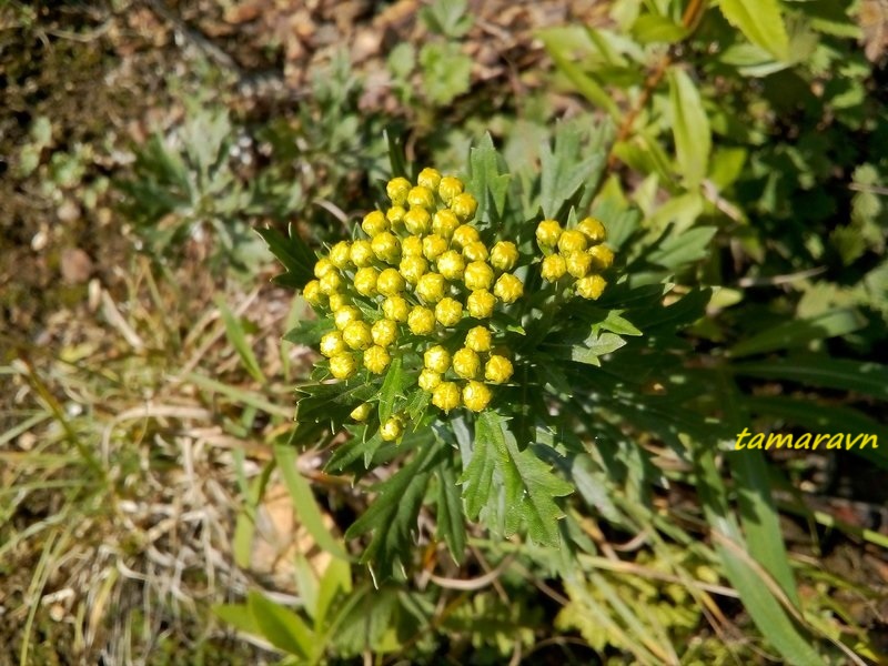 Аяния Палласа (Ajania pallasiana)