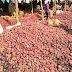 Southeast crisis: Onion marketers suspend supply