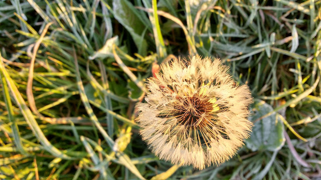 Frosty autumn morning in Norfolk countryside