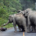 Elephants don’t like motorbikes and one rider in Thailand learnt this the hard way.
