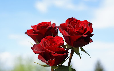 red valentines day roses by cool wallpapers at cool wallpapers and wallpaper