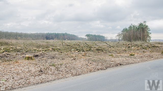 Wycinka drzew pomiędzy Pawłówkiem a Tryszczynem, obwodnica Bydgoszczy