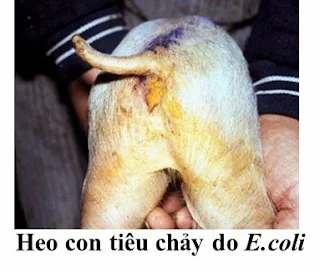 Hình 1: Heo con tiêu chảy do E.coli