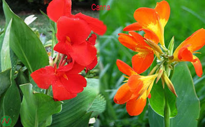 canna flower, canna