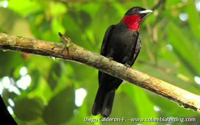 Purple-throated Fruitcrow