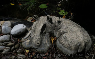 Beached hippo at Froggy Pond hoping for winter rain