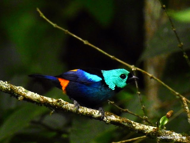 JOIAS DA NOSSA FAUNA - PINTOR-VERDADEIRO