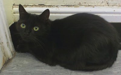 black cat