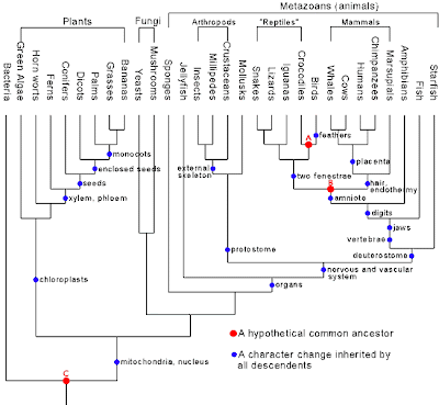 vertebrates and invertebrates. vertebrates and invertebrates. vertebrates and invertebrates.
